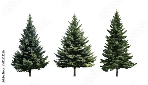 White fir tree set, Abies concolor, Colorado fir isolated cutout, conifer forest, timberland, natural environment, botanical vector illustration, forestry concept.