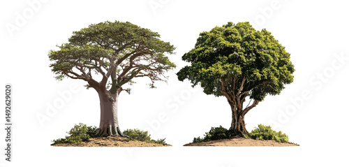 Set of Adansonia digitata African baobab and Pachypodium geayi isolated cutout, succulent plants, exotic trees, tropical flora, desert vegetation, vector illustration.
