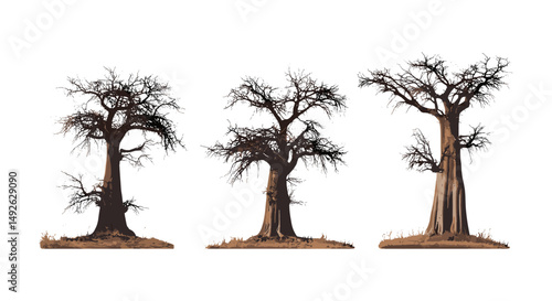 Set of Adansonia digitata African baobab frontal isolated cutout, tree silhouette, tropical plant, exotic flora, natural botanical vector illustration.