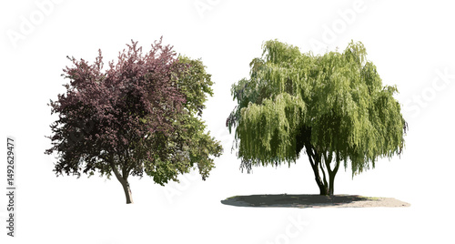Alnus rubra, Salix babylonica, frontal view, street trees set, urban landscape plants, cutout, deciduous foliage, vector illustration, landscaping elements, architecture scene.