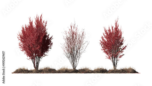Red alder Alnus rubra isolated street tree collection, frontal urban planting, vector illustration, cutout, landscaping element, eco friendly streetscape, botanical art asset,