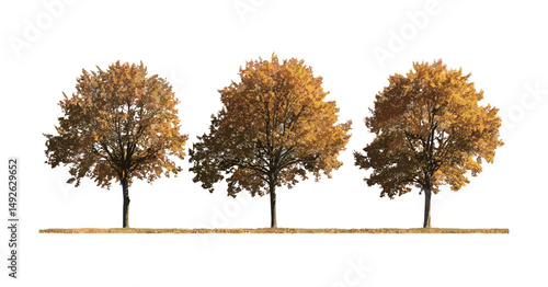 Cutout frontal Alnus cremastogyne tree lineup, street greenery collection, vector illustration, landscape architecture mockup, realistic foliage, urban ecological scenery element.