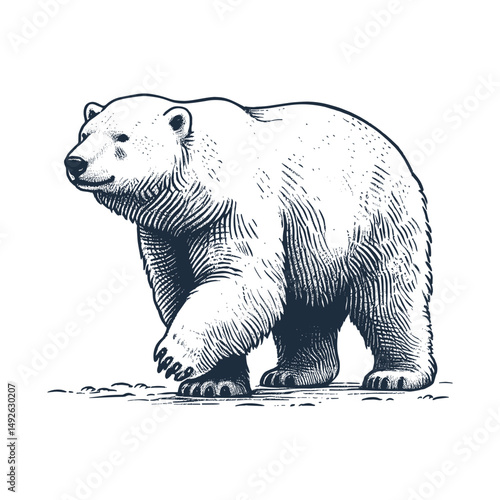 Sketch vector off a bear