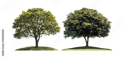 Alnus rubra and Aphananthe aspera frontal trees for street scenes, isolated vector illustration, garden landscape asset, cutout, urban greenery, public park design, foliage trees.