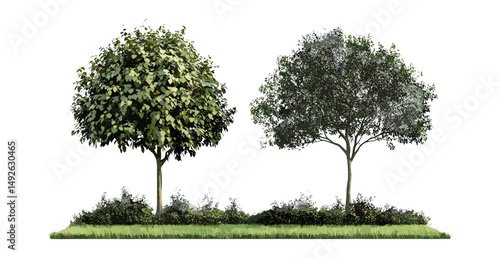 Aphananthe aspera and Alnus rubra street trees cutout, frontal view, vector illustration, landscaping tree elements, city greenery, deciduous forest trees, urban nature design.