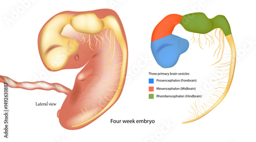 Primary Brain Vesicles in a Four-Week Human Embryo, Lateral View. Early Neural Tube Development Showing Forebrain, Midbrain, and Hindbrain.Embryonic Brain Vesicle Differentiation at Four Weeks Gestati