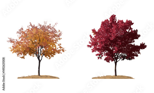 Autumn vector illustration of Acer palmatum Japanese maple and Acer buergerianum trident maple trees isolated cutout, landscaping design, fall colors, forest elements, tree icons.