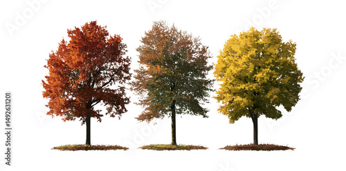 Quercus phellos willow oak trees isolated png, set of autumn leaves, vector illustration, forest trees, nature background, seasonal foliage, tree silhouette, landscaping design.