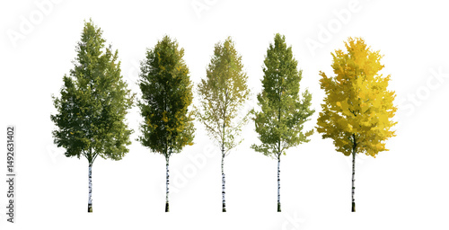 Autumn and summer Populus tremula tree set, aspen variants Euro, common and Eurasian, isolated street trees cutout, vector illustration, nature decor, botanical garden concept.