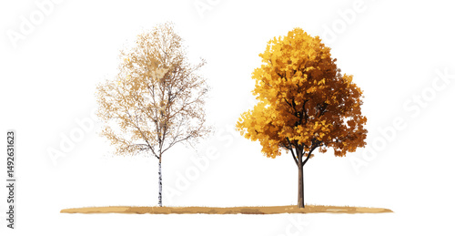 Betula ermanii and Platanus fall tree isolated png, autumn forest plants, seasonal foliage, nature landscape, vector illustration, woodlands.