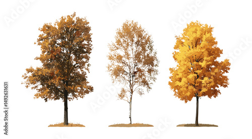 Isolated large Betula and Platanus autumn trees cutout, seasonal nature elements, woodland scene, tree branches, vector illustration.