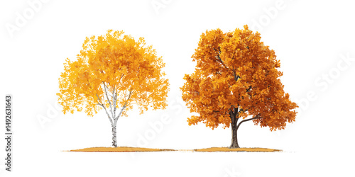 Autumn Betula ermanii and Platanus tree isolated png, fall leaves, natural seasonal plants, forest greenery, vector illustration, botanical art.
