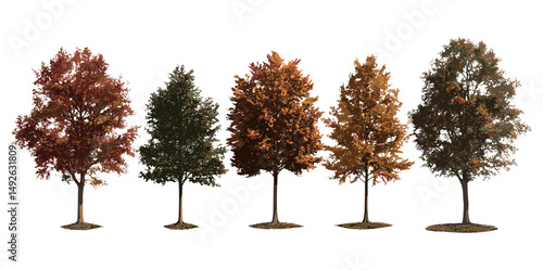 Quercus palustris autumn trees isolated cutout, pin oak, swamp oak, Spanish oak, vector illustration, fall season leaves, hardwood forest, landscaping plant, nature background.