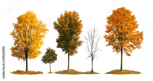 Large autumn Betula pendula and Fraxinus excelsior trees isolated cutout, vector illustration, forest foliage, seasonal nature, hardwood tree species, botanical elements.