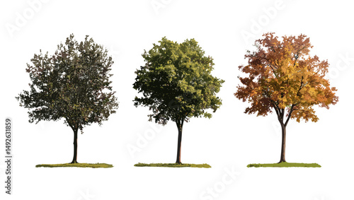 Set of autumn Quercus palustris trees isolated cutout, pin oak, swamp oak, Spanish oak, vector illustration, fall foliage, deciduous forest trees, seasonal nature design.