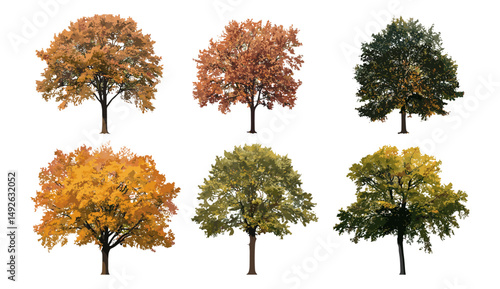 Autumn oak trees vector illustration, Quercus palustris and Quercus phellos cutout, fall season foliage, isolated tree silhouettes, nature clipart, woodland landscape elements.
