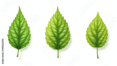 A botanical illustration of three linden tree leaves arranged separately,