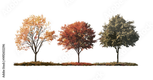 Autumn trees set including Sorbus commixta and Quercus palustris isolated png, vector illustration, natural forest plants, seasonal landscape, decorative tree clipart.