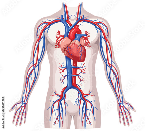 Human Circulatory System Heart, Arteries, and Veins Illustration.
