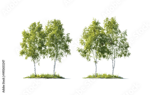 Grey birch trees Betula pendula and Betula populifolia frontal isolated set, vector illustration, green foliage, tree species, forest background, temperate ecosystem, landscape vegetation.