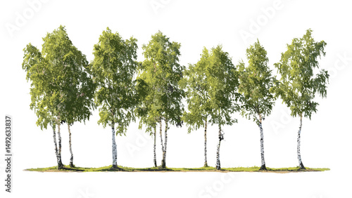 Isolated Betula populifolia and Betula pendula trees frontal set in daylight, vector illustration, birch species, woodland plants, nature background, forest ecosystem, tree collection.