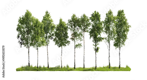 Front view of Betula pendula and Betula populifolia grey birch trees isolated, vector illustration, forest flora, deciduous trees, natural environment, botanical illustration, spring season.