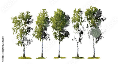 Betula pendula silver birch set, towering deciduous tree png, European white warty species, forest botany asset, vector illustration.