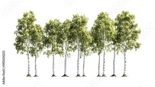Frontal set of Betula populifolia gray birch trees, transparent background, sunlit foliage, vector illustration, deciduous forest graphic, garden planning resource, eco friendly design asset.