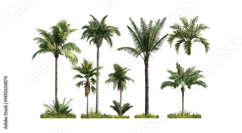 Small Brahea moorei and Chamaedorea radicalis palms, tropical garden plants, exotic foliage, vector illustration, landscaping design elements, jungle greenery, isolated cutout.