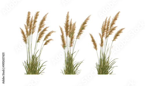 Isolated Calamagrostis arundinacea plant cutout, vector illustration, meadow flora, wild grass, nature elements, eco-friendly landscaping, natural scenery, botanical design.