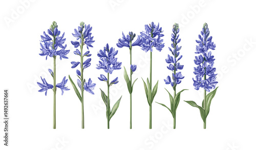Camassia Blue Danube Camas flower vector illustration, isolated frontal view, perennial wildflower, garden botanical, nature floral design, cutout, decorative plant element, spring bloom.