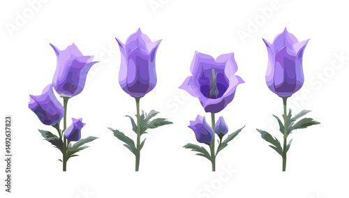 Campanula medium Canterbury bells flower set isolated, cutout vector illustration, spring garden plants, herbaceous perennial, wildflower arrangement, floral design.
