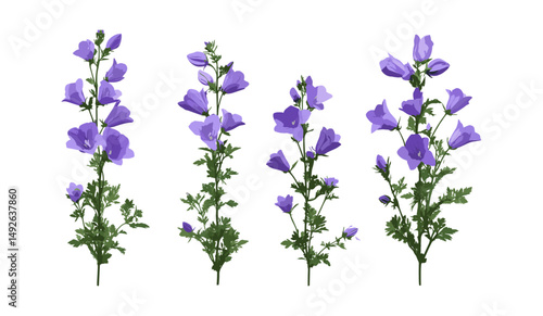 Set of Canterbury bells Campanula medium flowers, isolated cutout, vector illustration, flowering garden plants, meadow wildflowers, decorative botanical elements.