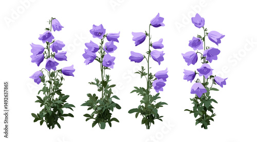 Campanula medium Canterbury bells floral cutout, set of flowers isolated, vector illustration, garden plants, wildflower bouquet, summer bloom, botanical art.