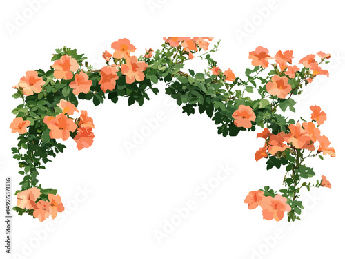 Campsis grandiflora Chinese trumpet vine frontal cutout in sunny daylight, vector illustration, flowering plant, climbing vine, garden decoration, tropical flora, ornamental creeper.