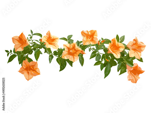 Front view Campsis grandiflora Chinese trumpet vine cutout sunny daylight, vector illustration, tropical flowering plant, garden creeper, ornamental vine, summer garden flower, lush greenery.