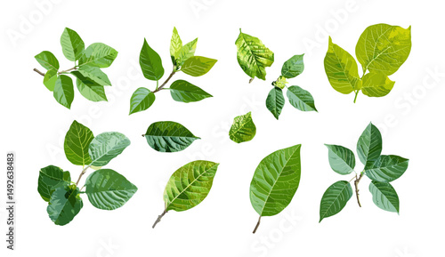 Set of Carya ovalis red hickory, sweet pignut hickory isolated cutout, sunny daylight, vector illustration, autumn leaves, forest tree species, botanical art, nature elements.