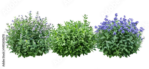 Vector illustration of blue spirea shrubs, Caryopteris × clandonensis, low-mounded street plants, deciduous garden bushes, landscaping greenery, outdoor ornamental foliage, png.