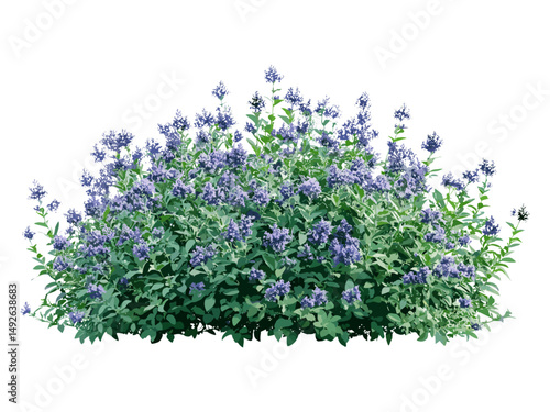 Low-mounded Caryopteris × clandonensis shrubs, blue mist flowering bushes, street frontal set vector illustration, garden landscaping plants, deciduous foliage, isolated cutout.