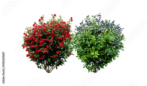 Botanical set featuring Caryopteris x clandonensis and Pyracantha coccinea, isolated garden shrubs cutout, landscaping plants, seasonal foliage vector illustration, natural greenery.