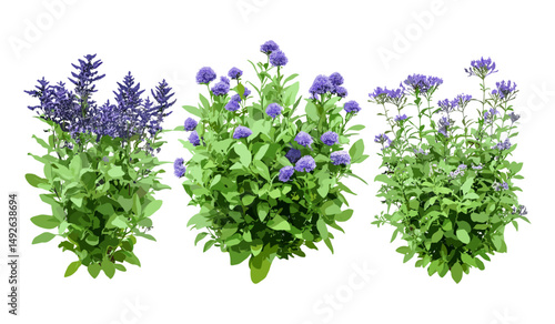 Vector illustration of Caryopteris × clandonensis bluebeard, low-mounded deciduous shrubs, street frontal set, garden landscape, flowering bushes, ornamental plants, cutout.