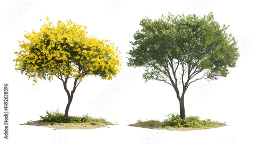 Set of Cassia fistula, Grevillea baileyana street trees isolated cutout, vector illustration, tropical urban landscaping, exotic flowering trees, botanical greenery, nature design.