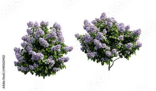 Vector illustration, Ceanothus "Gloire de Versailles" California lilac shrub, deciduous flowering tree, garden landscape, ornamental shrubbery, horticulture, floral botanical art, natural greenery.