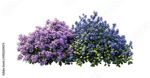 Vector illustration, Ceanothus x delileanus "Gloire de Versailles" California lilac, deciduous flowering shrub, isolated tree, garden plant, ornamental landscaping, botanical art.