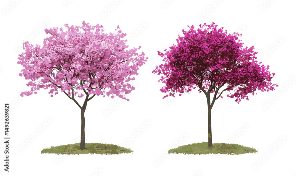 Obraz premium Vector illustration of Cercis siliquastrum and Tamarix gallica street trees, blossoming isolated, frontal view, landscape design, decorative trees, spring foliage, Mediterranean flora.