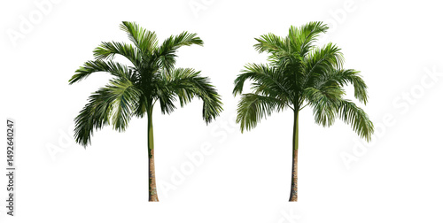 Small palms set Brahea moorei and Chamaedorea radicalis isolated tree cutout, vector illustration, tropical foliage, indoor plants, exotic botanical, eco-friendly design elements.