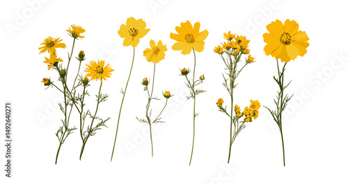 Botanical vector illustration of Chamaemelum nobile and Coreopsis tinctoria cutout, wildflower garden, herbal plants, nature greenery, floral bouquet, meadow vegetation design.