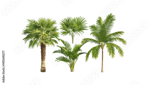 Set of small palms Brahea moorei and Chamaedorea radicalis isolated tree cutout, vector illustration, tropical plants, exotic flora, garden decor, ornamental foliage.