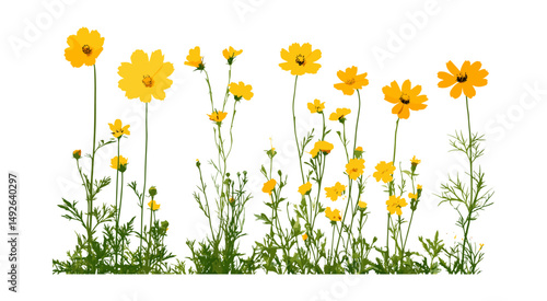 Coreopsis tinctoria and Chamaemelum nobile isolated set with cutout, vector illustration, meadow flowers, garden herbs, floral elements, decorative wild plants, nature theme.