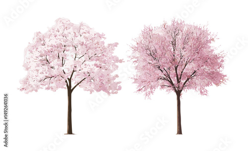 Summer street scene with blossoming Prunus cerasus cherry and Cercis chinensis Chinese red tree, isolated cutout, ornamental trees, botanical garden landscape vector illustration.